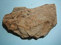 Annularia Stellata  Spain. Uploaded by Granotius